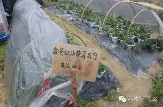 恭城高铁站草莓园被爆“宰客”和“恶狗咬小孩”后，老板竟做出这事！476 / 作者:深秋的落叶 / 帖子ID:164663