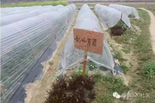 恭城高铁站草莓园被爆“宰客”和“恶狗咬小孩”后，老板竟做出这事！4 / 作者:深秋的落叶 / 帖子ID:164663