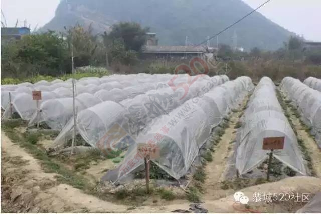 恭城高铁站草莓园被爆“宰客”和“恶狗咬小孩”后，老板竟做出这事！77 / 作者:深秋的落叶 / 帖子ID:164663