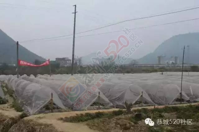 恭城高铁站草莓园被爆“宰客”和“恶狗咬小孩”后，老板竟做出这事！562 / 作者:深秋的落叶 / 帖子ID:164663