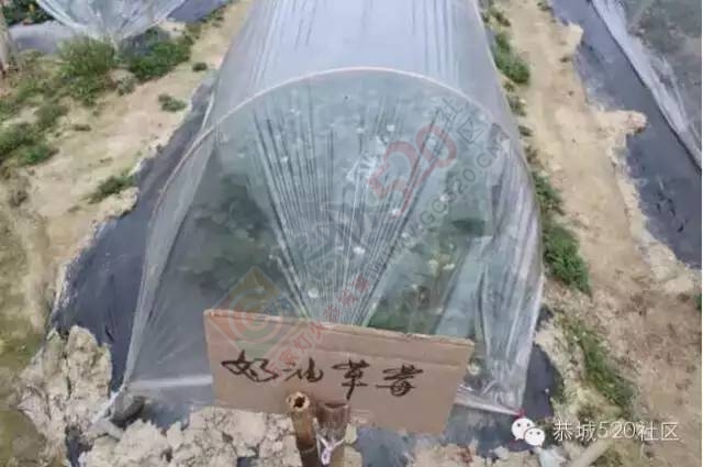 恭城高铁站草莓园被爆“宰客”和“恶狗咬小孩”后，老板竟做出这事！776 / 作者:深秋的落叶 / 帖子ID:164663