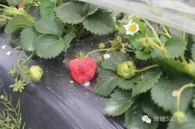 恭城高铁站草莓园被爆“宰客”和“恶狗咬小孩”后，老板竟做出这事！524 / 作者:深秋的落叶 / 帖子ID:164663