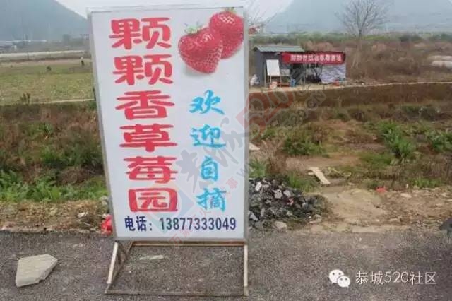 恭城高铁站草莓园被爆“宰客”和“恶狗咬小孩”后，老板竟做出这事！655 / 作者:深秋的落叶 / 帖子ID:164663