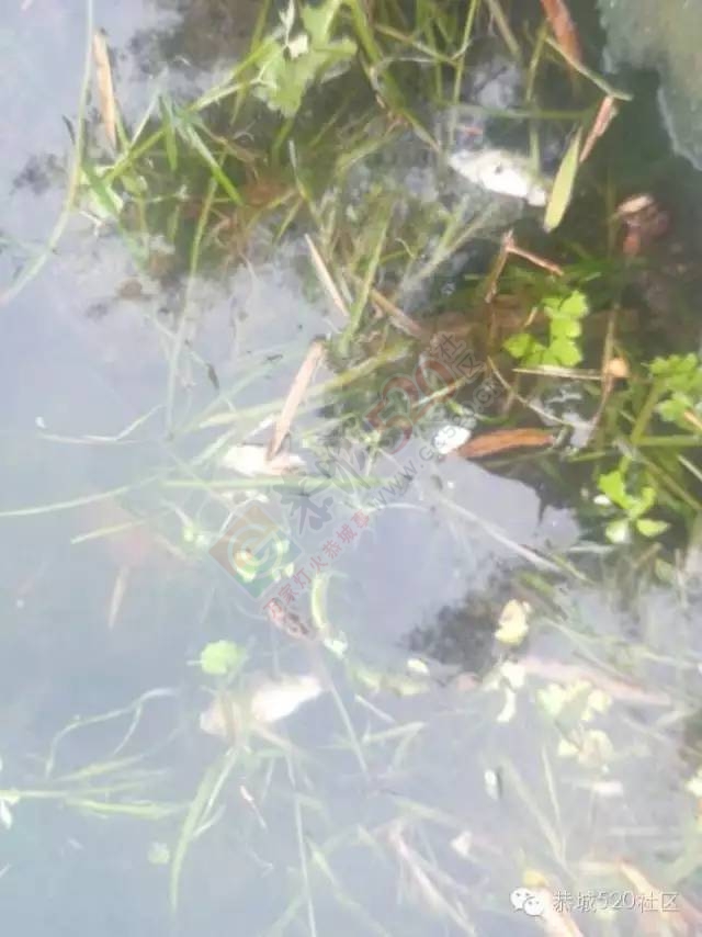 恭城同乐洲浮桥头现死鱼，疑电鱼所致！劝君莫食三月鲫！794 / 作者:深秋的落叶 / 帖子ID:164717