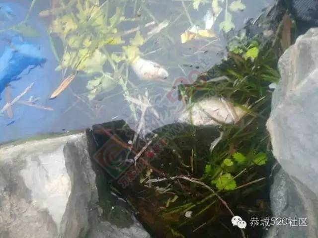 恭城县疾控中心展开“清洁家园，灭蚊防病”清扫活动。889 / 作者:深秋的落叶 / 帖子ID:164829