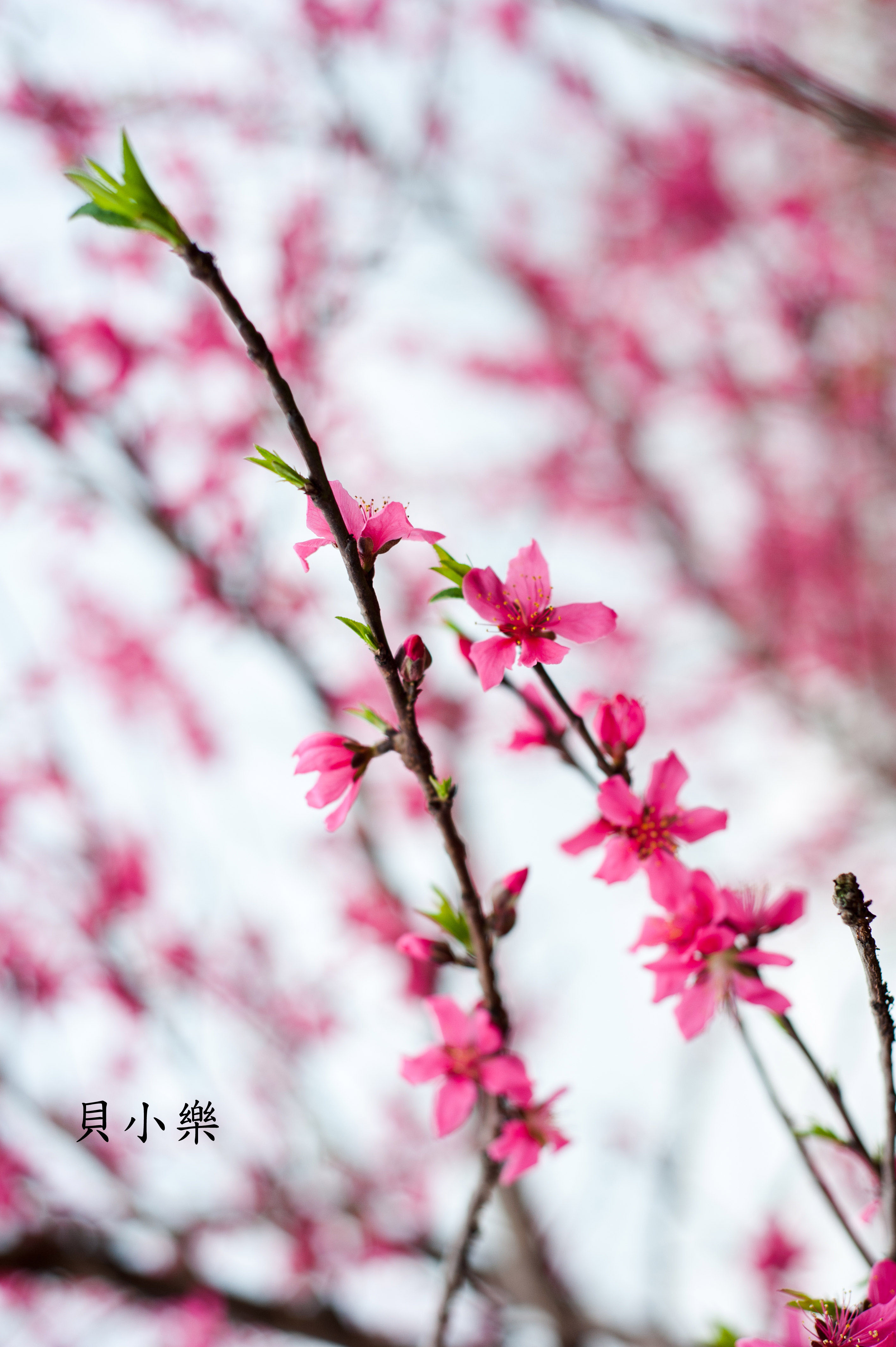 三月 桃花578 / 作者:貝小樂 / 帖子ID:164924