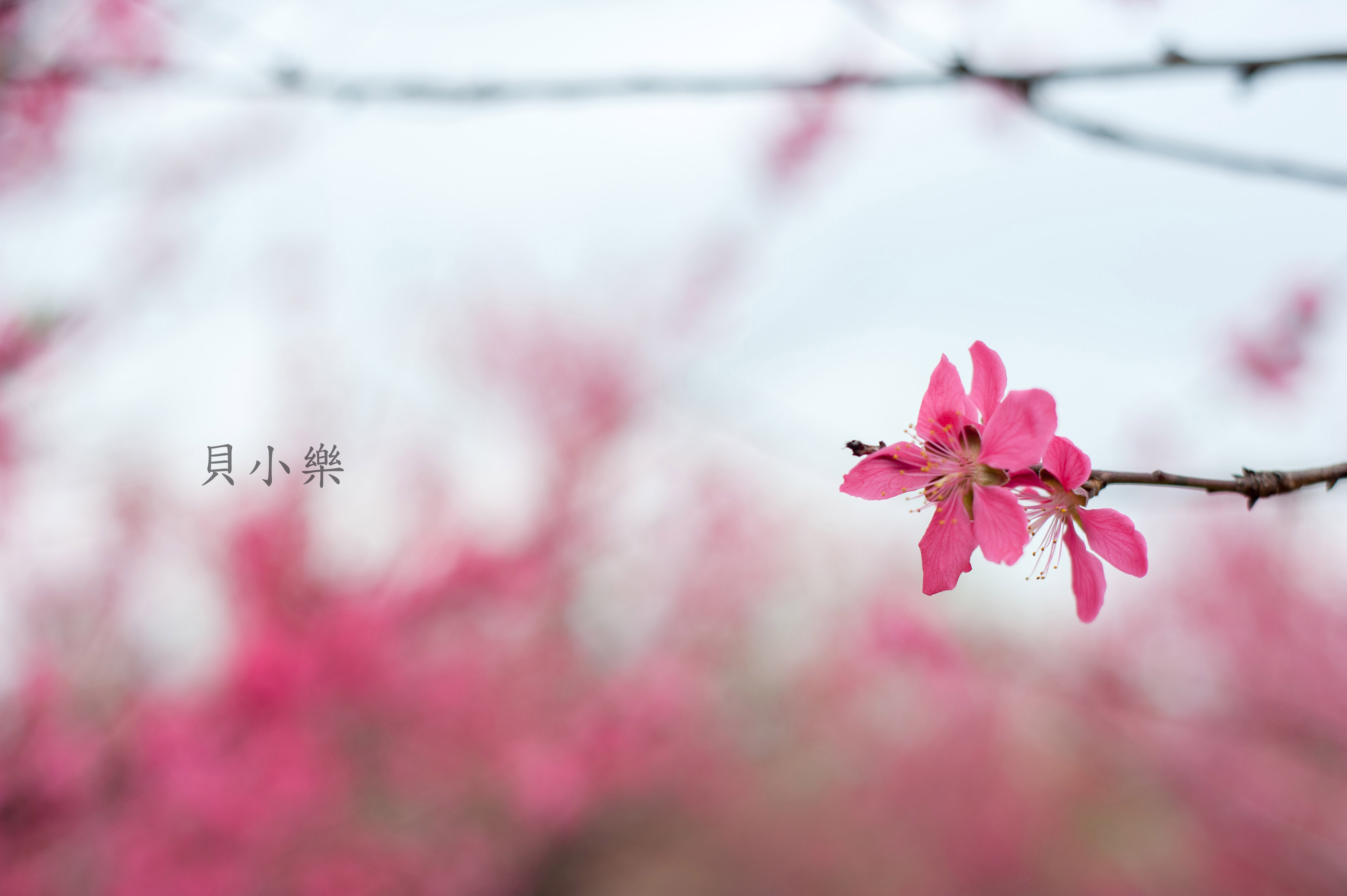 三月 桃花464 / 作者:貝小樂 / 帖子ID:164924