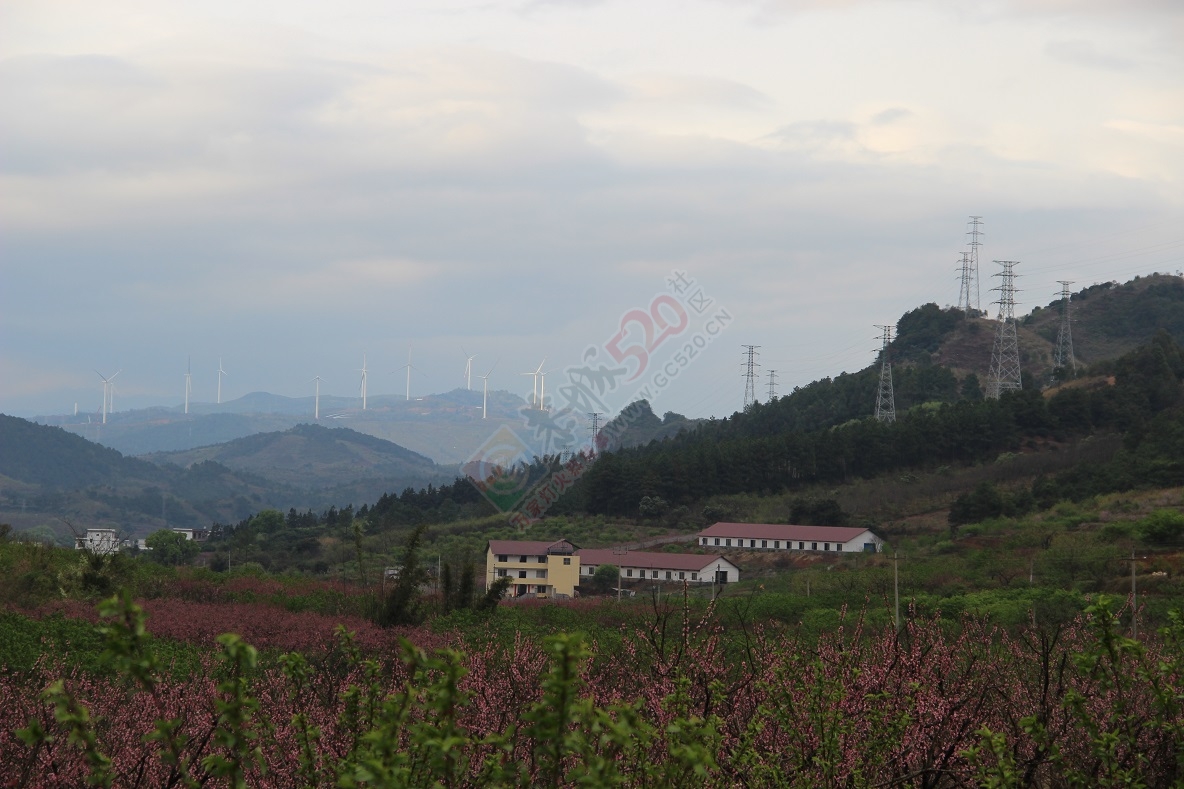 在这桃花盛开的地方，你去欣赏了吗？431 / 作者:有想法 / 帖子ID:165066