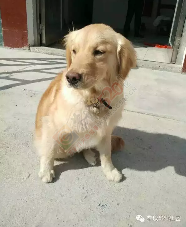 【寻狗启示】求好心人帮助寻找在嘉会走失的爱犬！505 / 作者:今日恭城 / 帖子ID:165083