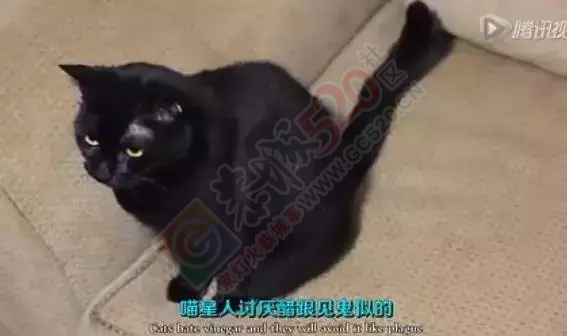 恭城人快看！垃圾桶里滴3滴醋 意想不到的事发生了435 / 作者:今日恭城 / 帖子ID:165088
