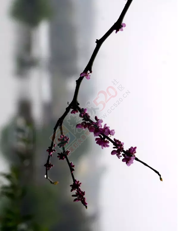 烟雨恭城，水墨茶江318 / 作者:今日恭城 / 帖子ID:165117