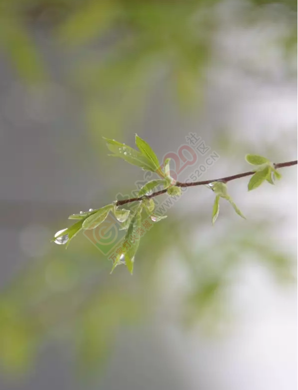 烟雨恭城，水墨茶江633 / 作者:今日恭城 / 帖子ID:165117