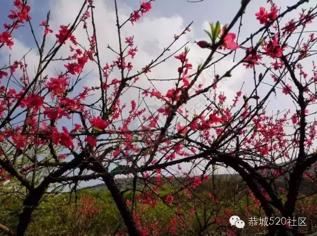 回来吧，恭城桃花依旧笑春风！964 / 作者:今日恭城 / 帖子ID:165144