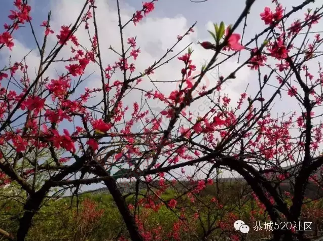 回来吧，恭城桃花依旧笑春风！685 / 作者:今日恭城 / 帖子ID:165144