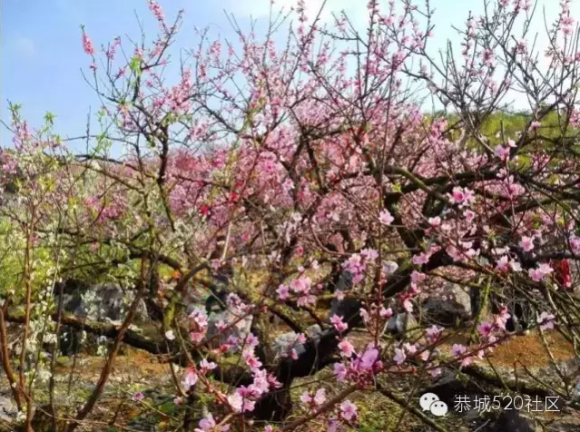 回来吧，恭城桃花依旧笑春风！615 / 作者:今日恭城 / 帖子ID:165144