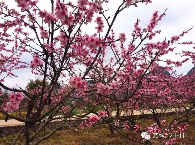 回来吧，恭城桃花依旧笑春风！293 / 作者:今日恭城 / 帖子ID:165144