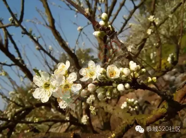 回来吧，恭城桃花依旧笑春风！963 / 作者:今日恭城 / 帖子ID:165144