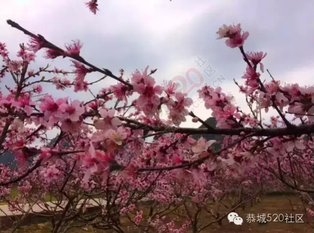 回来吧，恭城桃花依旧笑春风！135 / 作者:今日恭城 / 帖子ID:165144