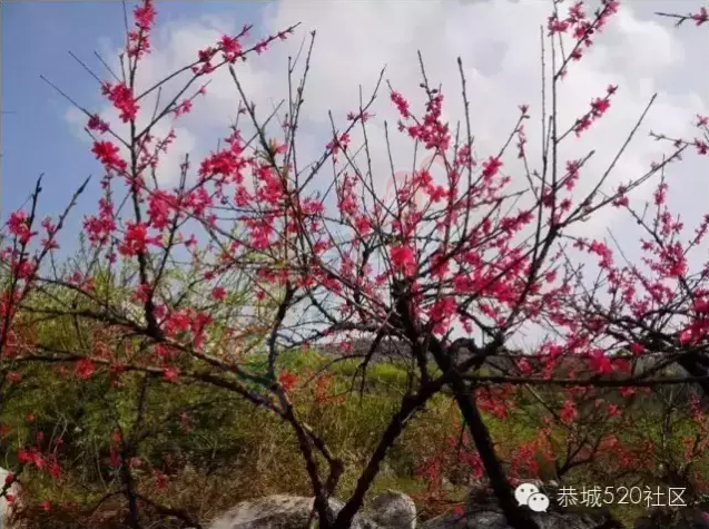 回来吧，恭城桃花依旧笑春风！927 / 作者:今日恭城 / 帖子ID:165144