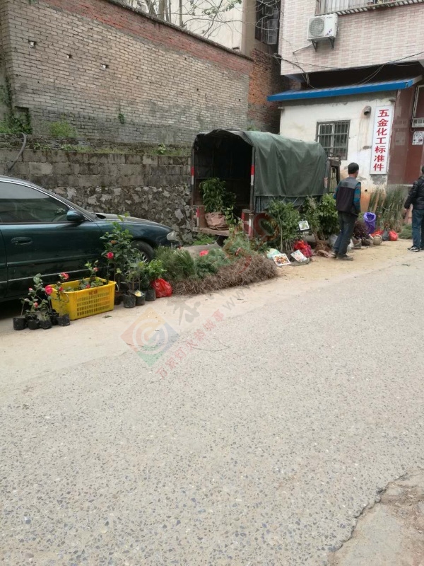 苗木市场的现状？1 / 作者:今日恭城 / 帖子ID:165193