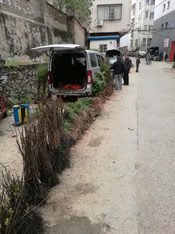 苗木市场的现状？648 / 作者:今日恭城 / 帖子ID:165193