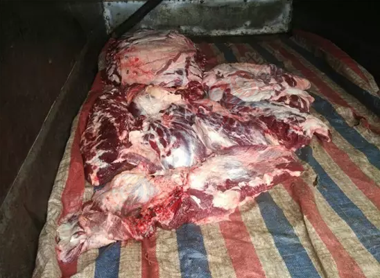 私宰牛肉，就这样上了你家的餐桌！185 / 作者:天空蓝 / 帖子ID:165512