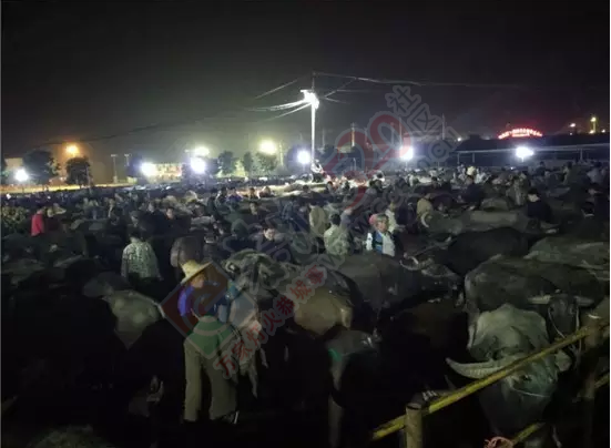 私宰牛肉，就这样上了你家的餐桌！949 / 作者:天空蓝 / 帖子ID:165512