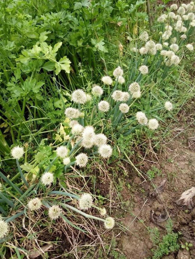 春天290 / 作者:山茶花 / 帖子ID:165516