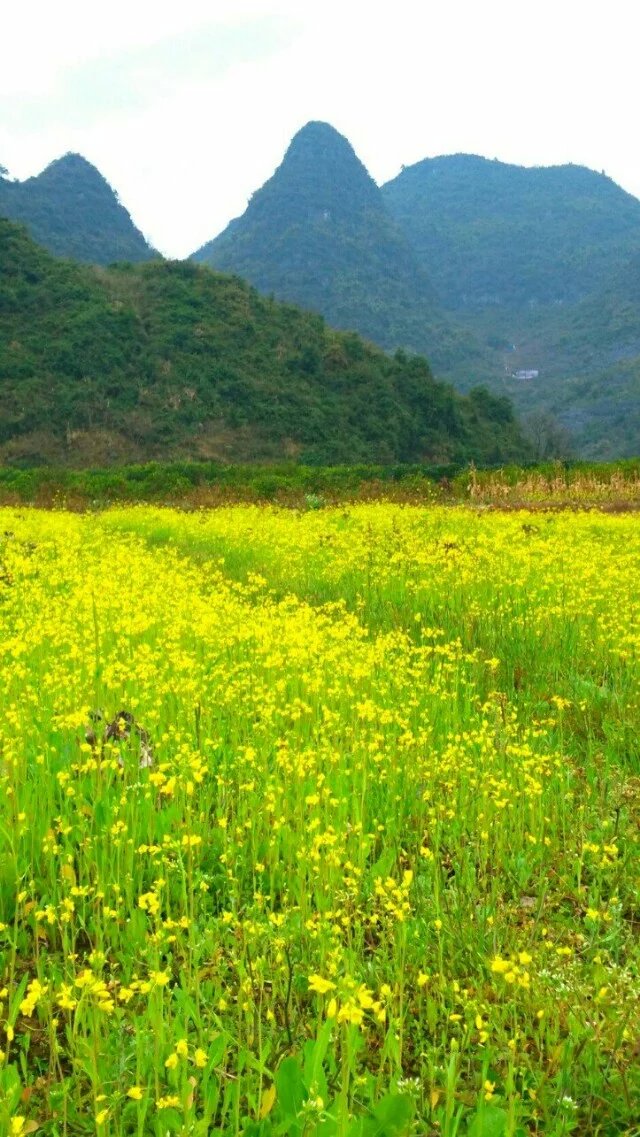 春天981 / 作者:山茶花 / 帖子ID:165516