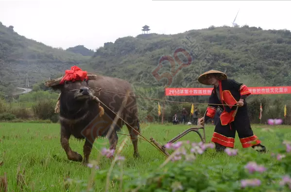 西岭举行瑶乡农耕祭祀活动715 / 作者:心交朋友钱交狗 / 帖子ID:165551
