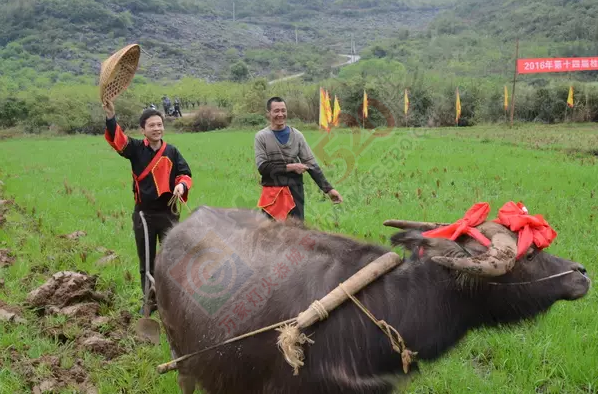 西岭举行瑶乡农耕祭祀活动103 / 作者:心交朋友钱交狗 / 帖子ID:165551