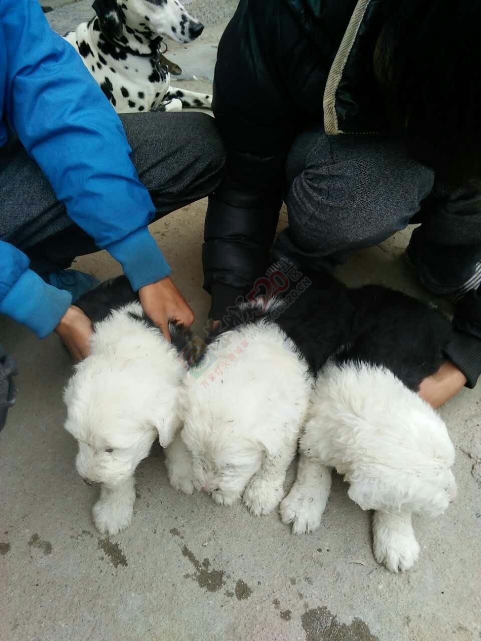 出售古代牧羊犬幼犬~85 / 作者:囧囧pet_zone / 帖子ID:167603