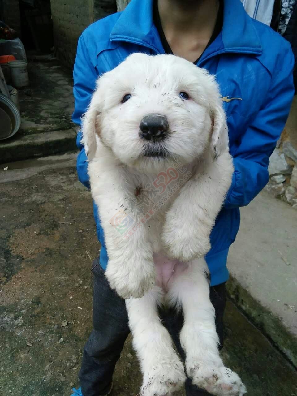 出售古代牧羊犬幼犬~793 / 作者:囧囧pet_zone / 帖子ID:167603