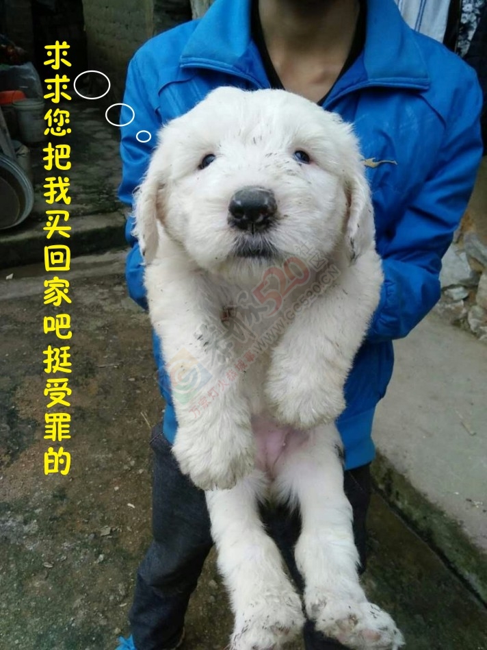 出售古代牧羊犬幼犬~212 / 作者:MDG / 帖子ID:167603