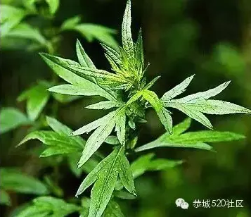恭城人记忆中的艾叶粑：那一口清香甜糯，让人想要把整个春天吃进肚子里！352 / 作者:今日恭城 / 帖子ID:167909