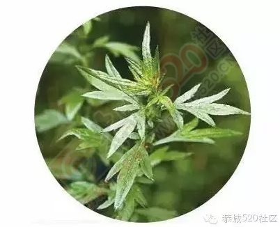 恭城人记忆中的艾叶粑：那一口清香甜糯，让人想要把整个春天吃进肚子里！804 / 作者:今日恭城 / 帖子ID:167909