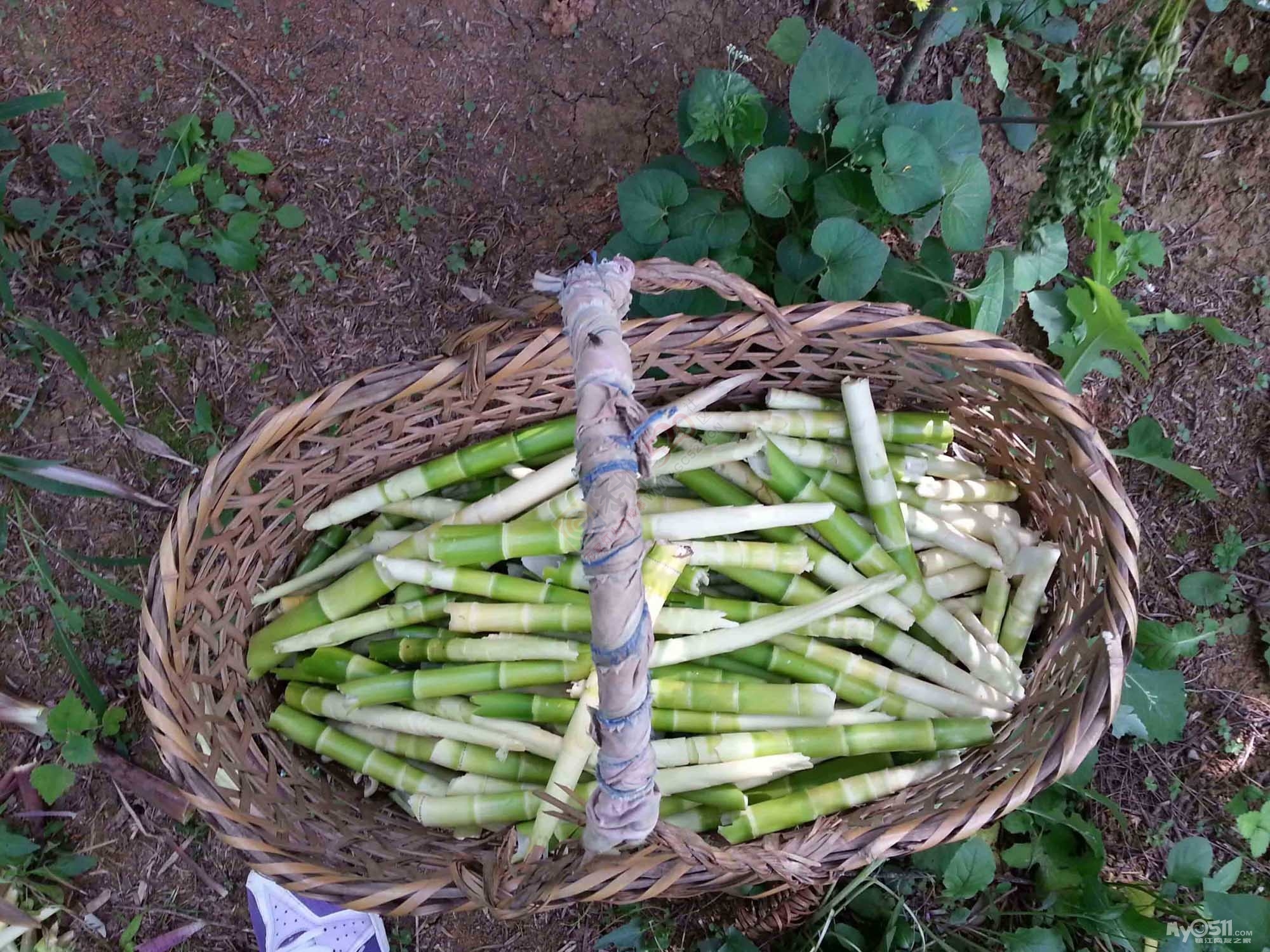 雨后春笋破土而出咯，恭城人多吃点天然食品476 / 作者:千变万幻 / 帖子ID:167969