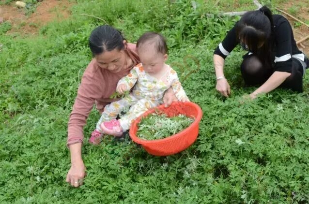 清明时节到，恭城到处艾粑香701 / 作者:今日恭城 / 帖子ID:168240