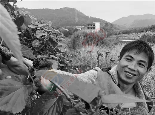 平安乡蚂蝗塘，桑葚助群众增收致富526 / 作者:心交朋友钱交狗 / 帖子ID:168334