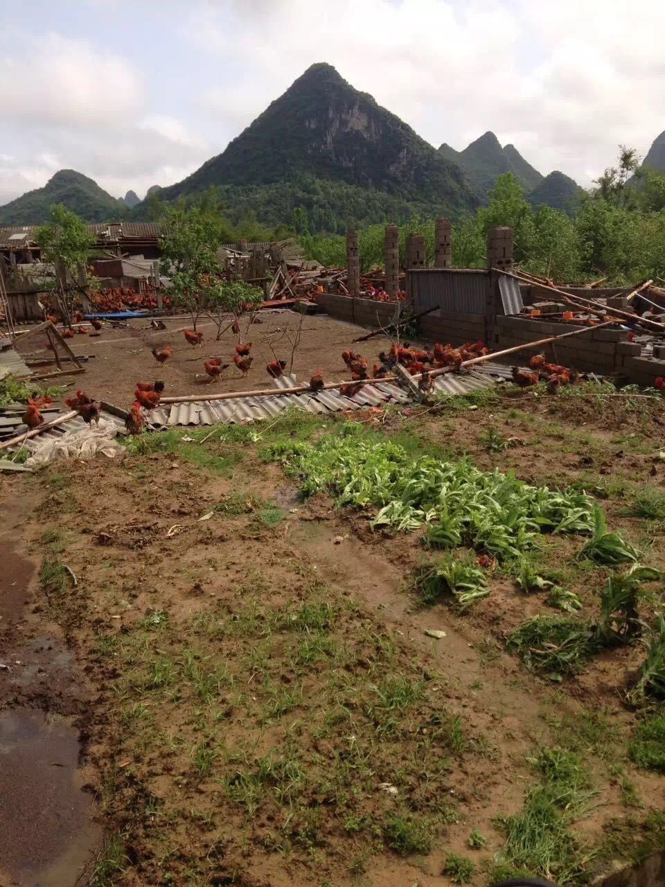 经狂风暴雨洗礼后的恭城！我和我的小伙伴们都惊！呆！了！372 / 作者:恭城靠大家 / 帖子ID:168419