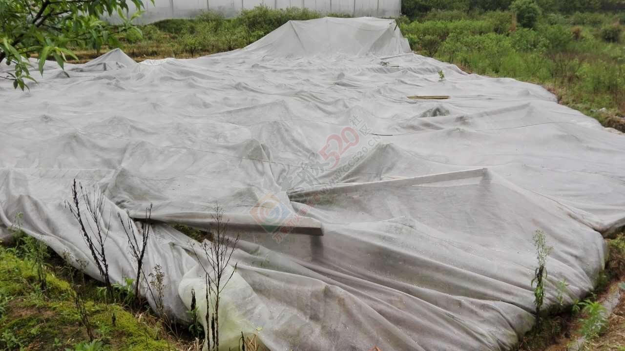 经狂风暴雨洗礼后的恭城！我和我的小伙伴们都惊！呆！了！738 / 作者:恭城靠大家 / 帖子ID:168419