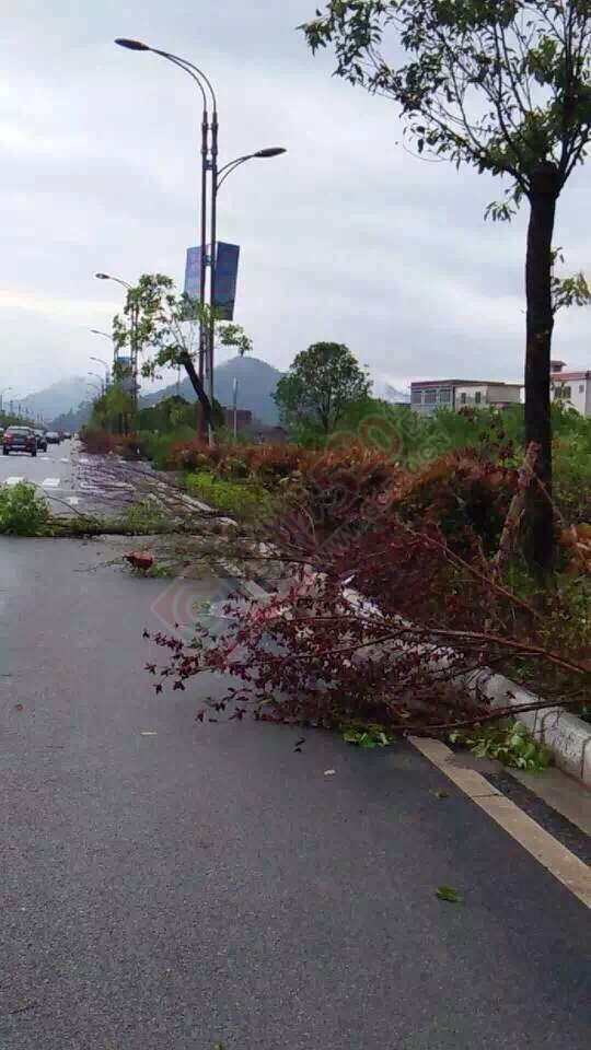 经狂风暴雨洗礼后的恭城！我和我的小伙伴们都惊！呆！了！306 / 作者:MDG / 帖子ID:168419