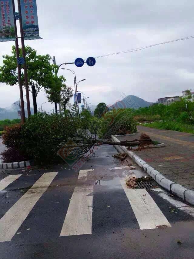 经狂风暴雨洗礼后的恭城！我和我的小伙伴们都惊！呆！了！731 / 作者:MDG / 帖子ID:168419