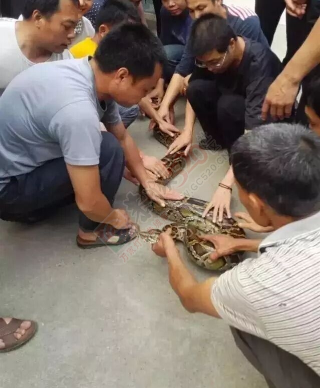 惊！来宾武宣的村民扫墓扫出一条大蟒蛇~575 / 作者:分叉路口 / 帖子ID:168448