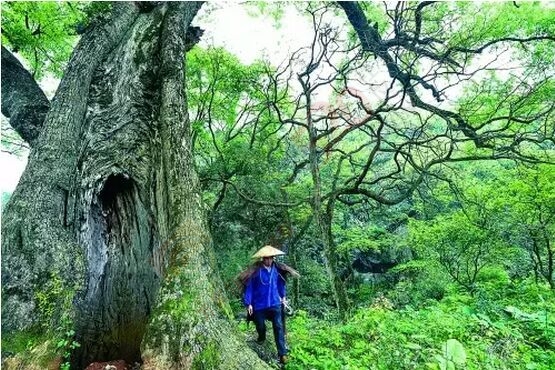 恭城桃花源记3 / 作者:心交朋友钱交狗 / 帖子ID:168501