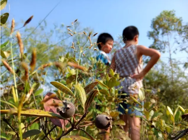 这个东西恭城人都爱吃，浑身是宝，现在它也差不多熟了，你们知道哪里有吗？100 / 作者:恭城靠大家 / 帖子ID:168532