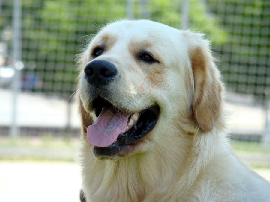 给爱犬找个家551 / 作者:烟灰 / 帖子ID:168546