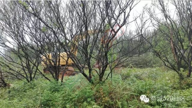 恭城嘉会镇强化引导措施有力，集中力量砍除柑桔黄龙病。468 / 作者:今日恭城 / 帖子ID:168552