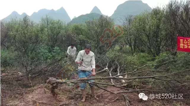 恭城嘉会镇强化引导措施有力，集中力量砍除柑桔黄龙病。564 / 作者:今日恭城 / 帖子ID:168552