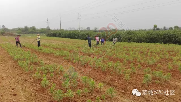 恭城嘉会镇强化引导措施有力，集中力量砍除柑桔黄龙病。954 / 作者:今日恭城 / 帖子ID:168552